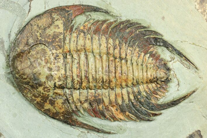 Lower Cambrian Trilobite (Neltneria) - Issafen, Morocco #191783